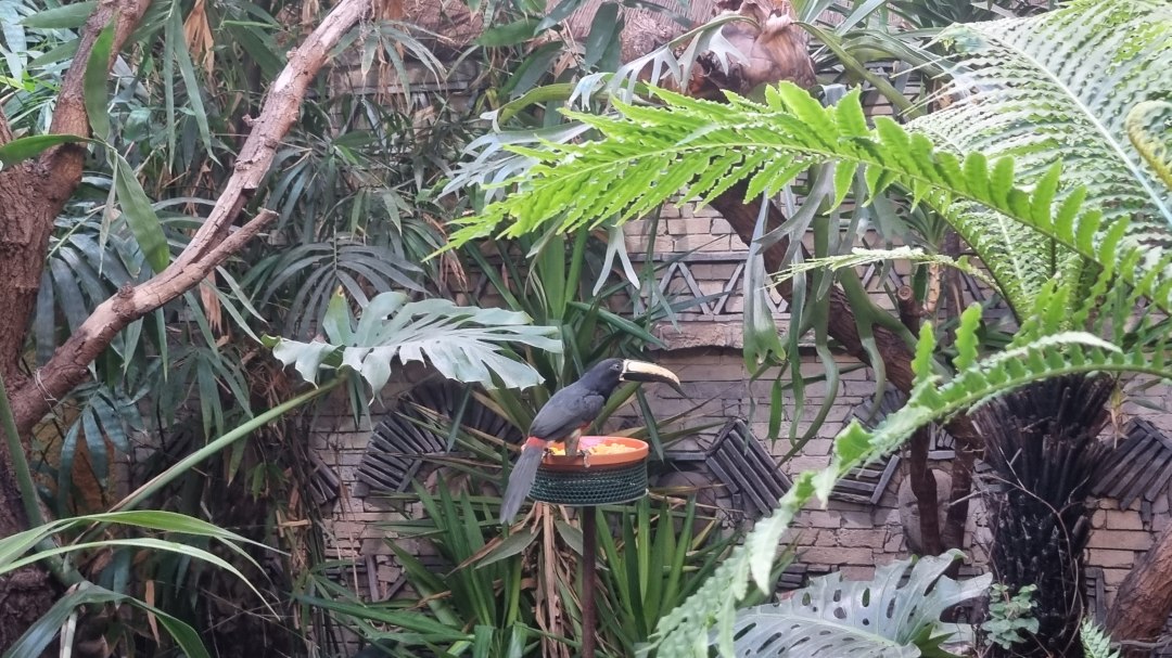 Arassari_am_Futternapf, &copy; Zoo Stralsund