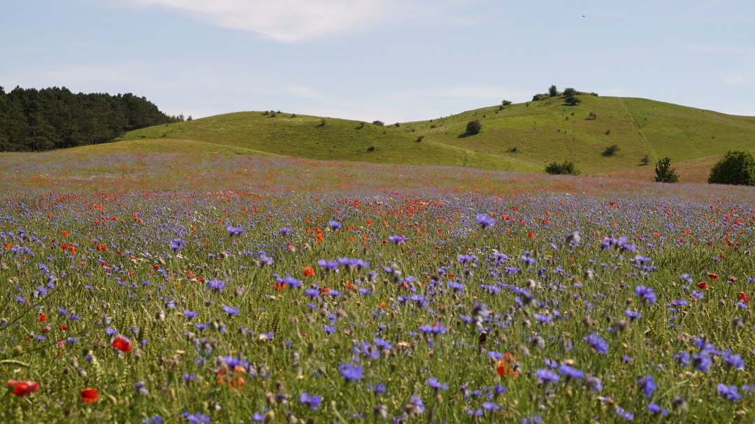 DSC079791, © Nico Offermann