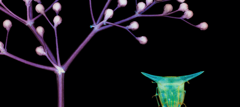 Vergrößerung von Holunderblüte und Wanze // © Müritzeum Vergrößerung von Holunderblüte und Wanze // © Müritzeum