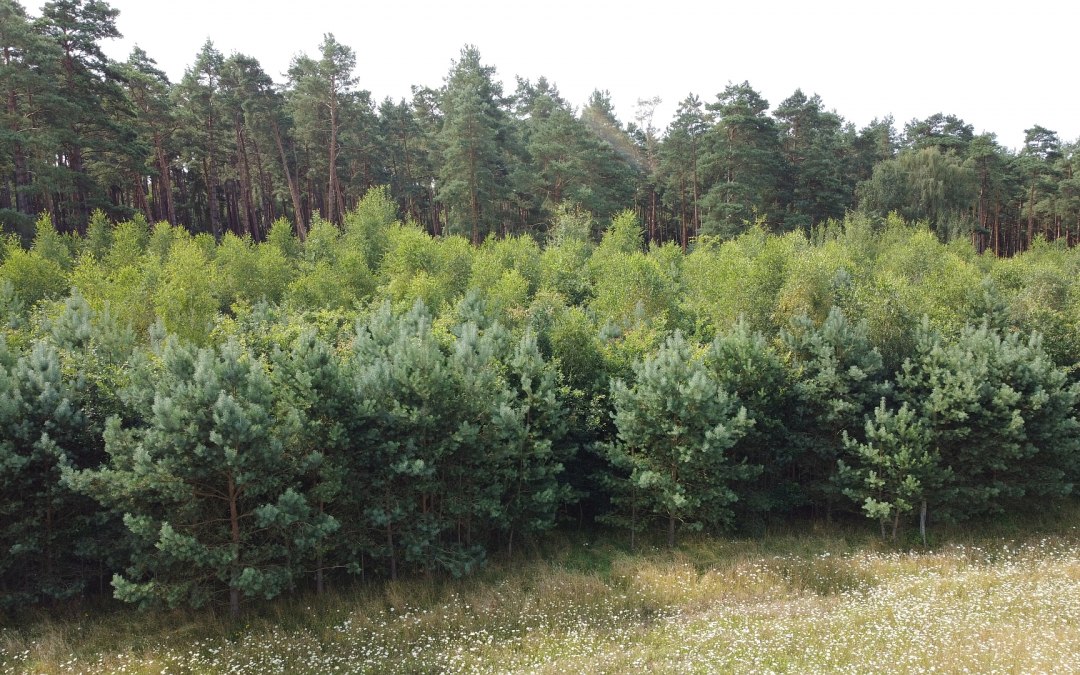 Klimatyczny las Neustrelitz, © Landesforst MV
