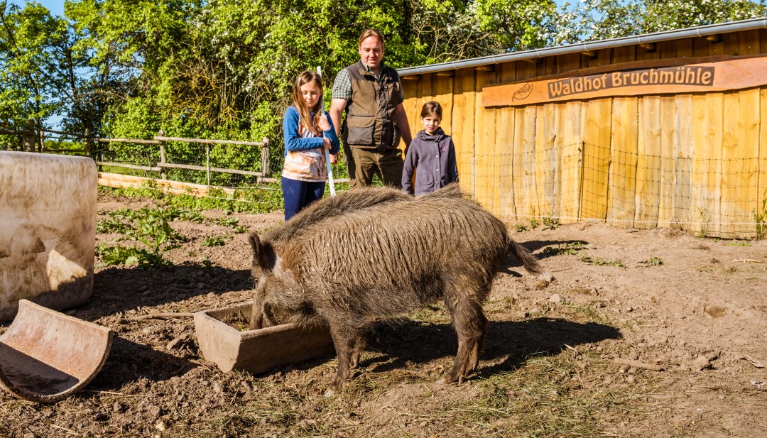 Finja, het tamme everzwijn, is weer ontsnapt. Nu eet ze bij de zeugentrog en de boer staat achter haar.