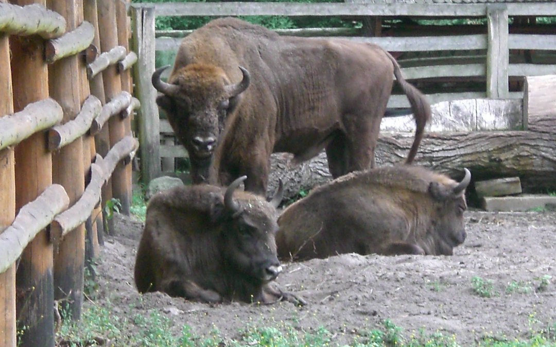 Wisent show enclosure, © Pomorze Zachodnie
