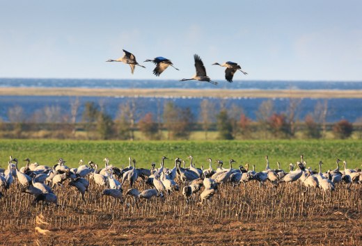 Kraanvogels bevolken de velden en luchten boven Fischland-Darß-Zingst in overweldigende aantallen, © TMV/Grundner