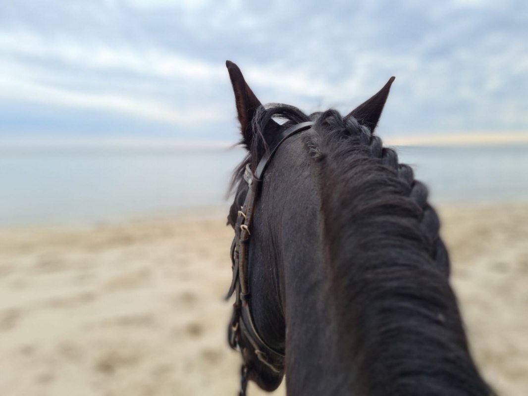 On a Frisian horse by the sea // © Hotel Friesenhof On a Frisian horse by the sea // © Hotel Friesenhof