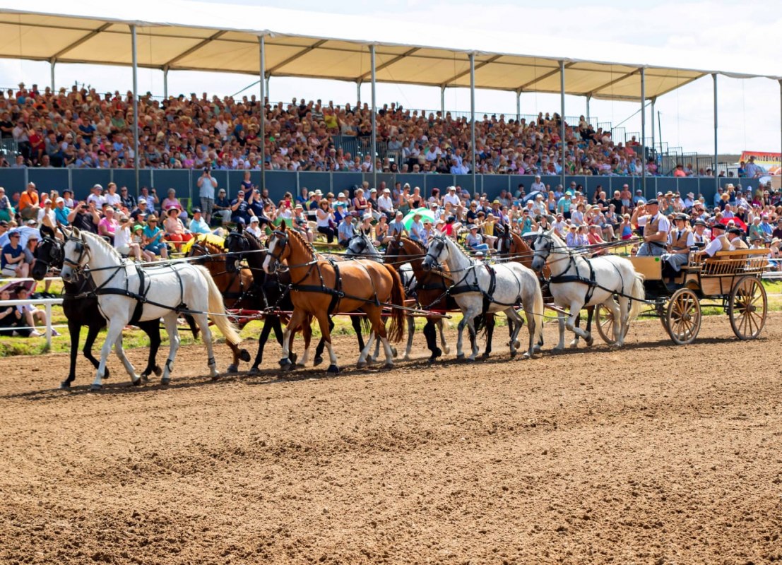 10-horse parade for mares, &copy; Gest&uuml;t Ganschow