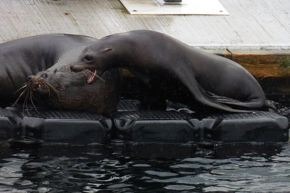 Seals in the research center, &copy; A. Schulz