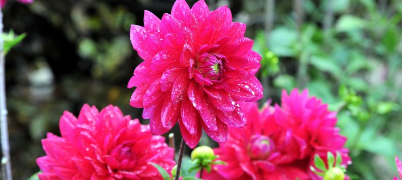 Dahlias at Rostock Zoo, © Zoo Rostock/Kloock