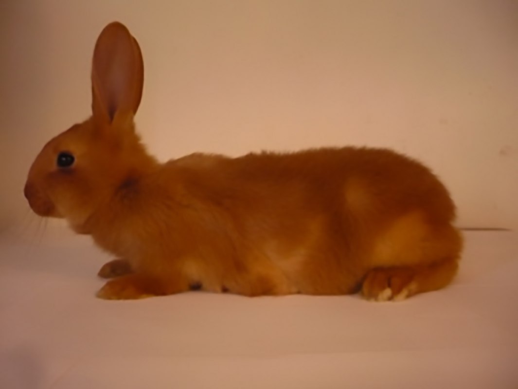 (Childhood photograph my partner Reinier took of his rabbit 20 years ago, still serving as the Wikipedia image for the Vale Van Bourgondië since). // © Courtesy: Céline Mathieu, Reinier Hoon & Gauli Zitter. (Childhood photograph my partner Reinier took of his rabbit 20 years ago, still serving as the Wikipedia image for the Vale Van Bourgondië since). // © Courtesy: Céline Mathieu, Reinier Hoon & Gauli Zitter.