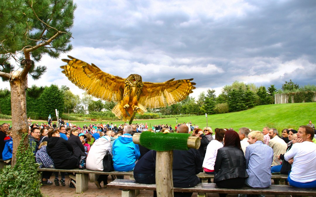 Oehoe in de luchtshow, © @ Vogelpark Marlow