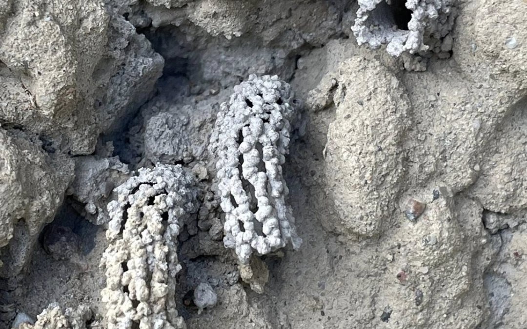 &copy; TZ S&uuml;dliche Boddenk&uuml;ste