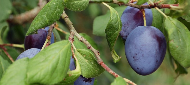 Pflaumenbaum // &copy; brumarotta