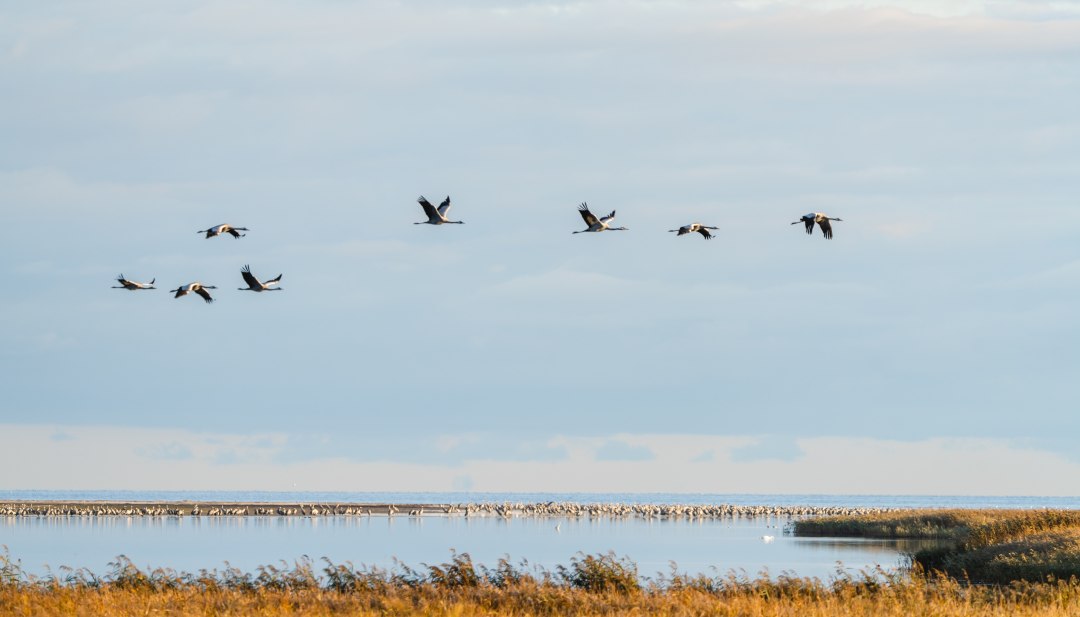 Boven het gouden riet verkent een kraanvogeltrek de uitgestrektheid van Fischland-Darß-Zingst en dompelt zich onder in de rustgevende kracht van het nationale park., © MV-T/Gross Verschillende kraanvogels vliegen over goudkleurig riet op de Bodden in het Nationaal Park Fischland-Darß-Zingst, terwijl grote groepen op de oever rusten.
