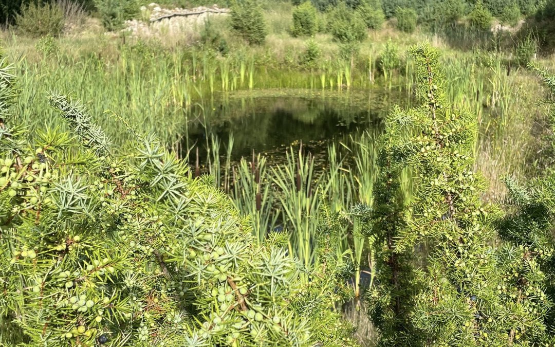 Staw jałowcowy, &copy; TZ S&uuml;dliche Boddenk&uuml;ste