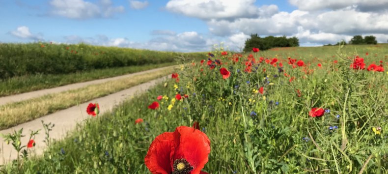 &copy; Kurverwaltung Sellin