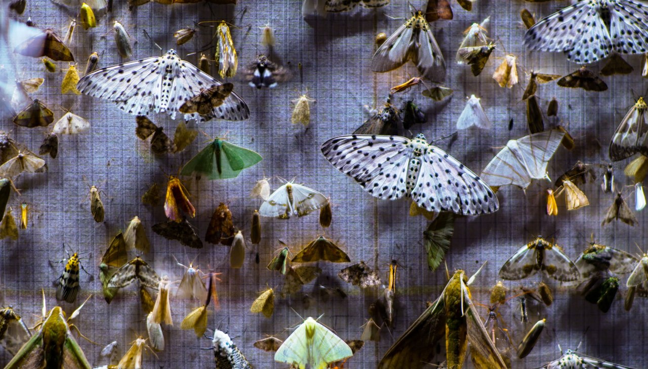 © Metamorphosis Film Junction, Sandbox Films
