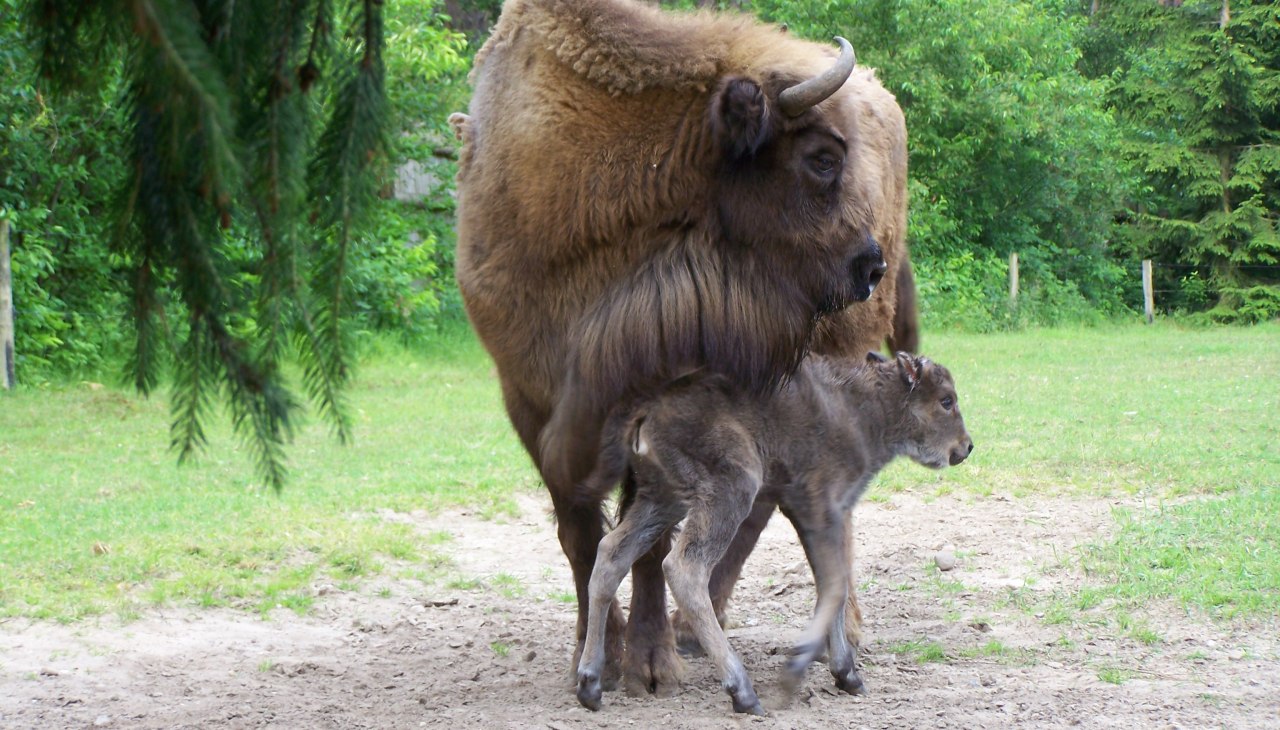 POJAWINKA + USARA, &copy; Weichbrodt