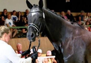 Studbook entry in Hirschburg // &copy; de