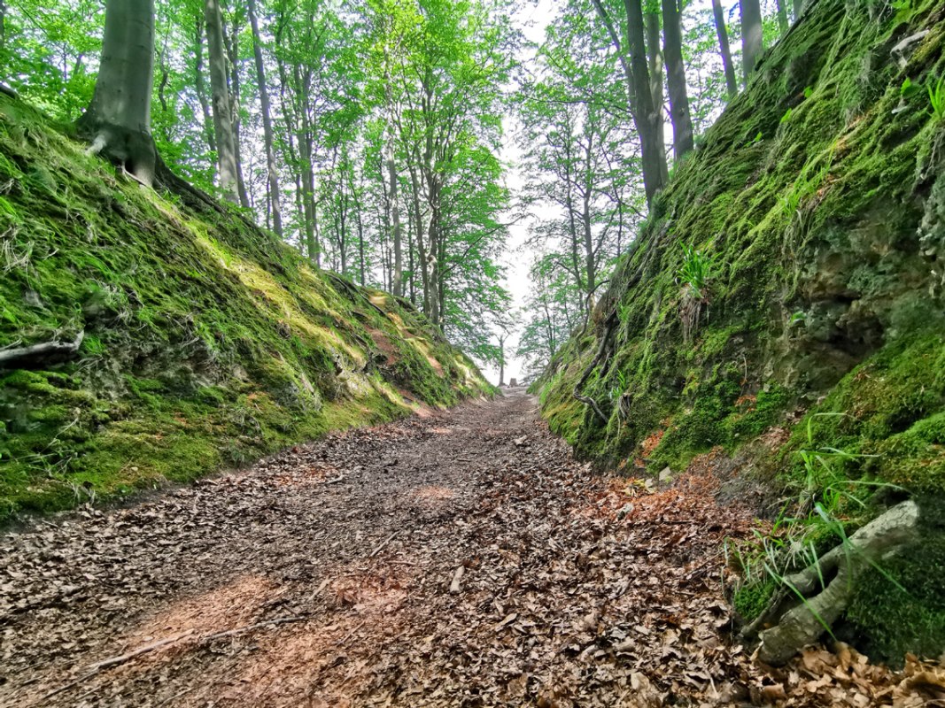 Natuurreservaat Granitz op Rügen
Duivelskloof bij Binz // © Biosphärenreservat Südost-Rügen Natuurreservaat Granitz op Rügen
Duivelskloof bij Binz // © Biosphärenreservat Südost-Rügen