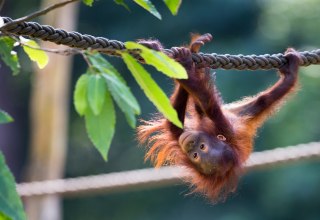Ein Orang-Utan beim Klettern im Zoo Rostock. // &copy; Zoo Rostock/ M&uuml;ller