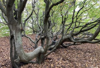 © Lilli Reisig / NLP © Lilli Reisig / NLP