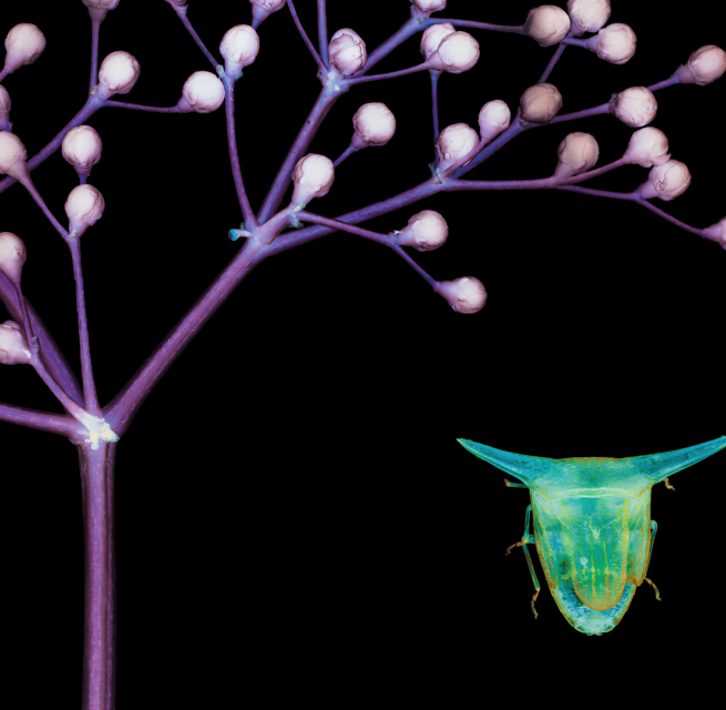 Enlargement of elderflower and bug // © Müritzeum Enlargement of elderflower and bug // © Müritzeum