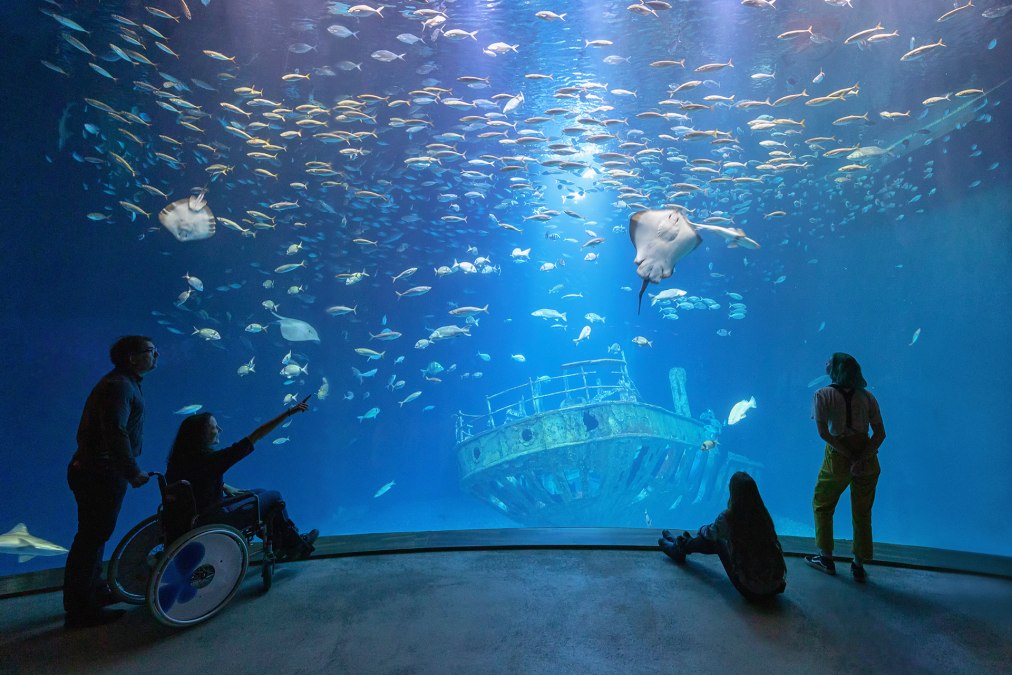 In the largest aquarium "Open Atlantic", schools of mackerel, nurse and smooth dogfish as well as various species of rays swim above the replica of an eleven-meter-long shipwreck (Photo: Anke Neumeister/Deutsches Meeresmuseum), &copy; Deutsches Meeresmuseum