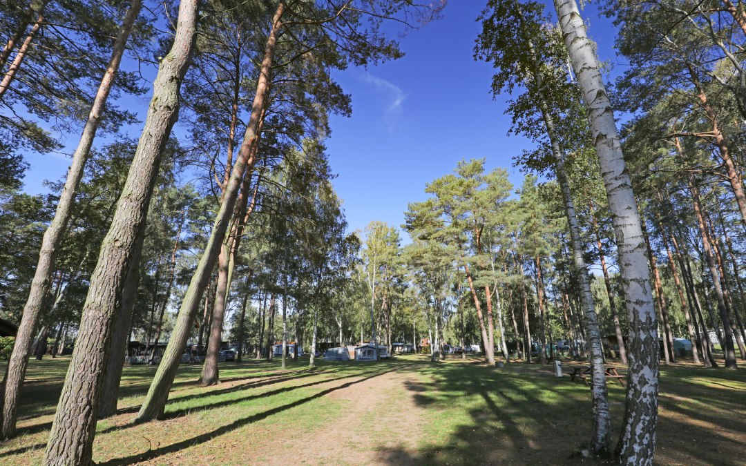 Bos, © TMV/Gohlke