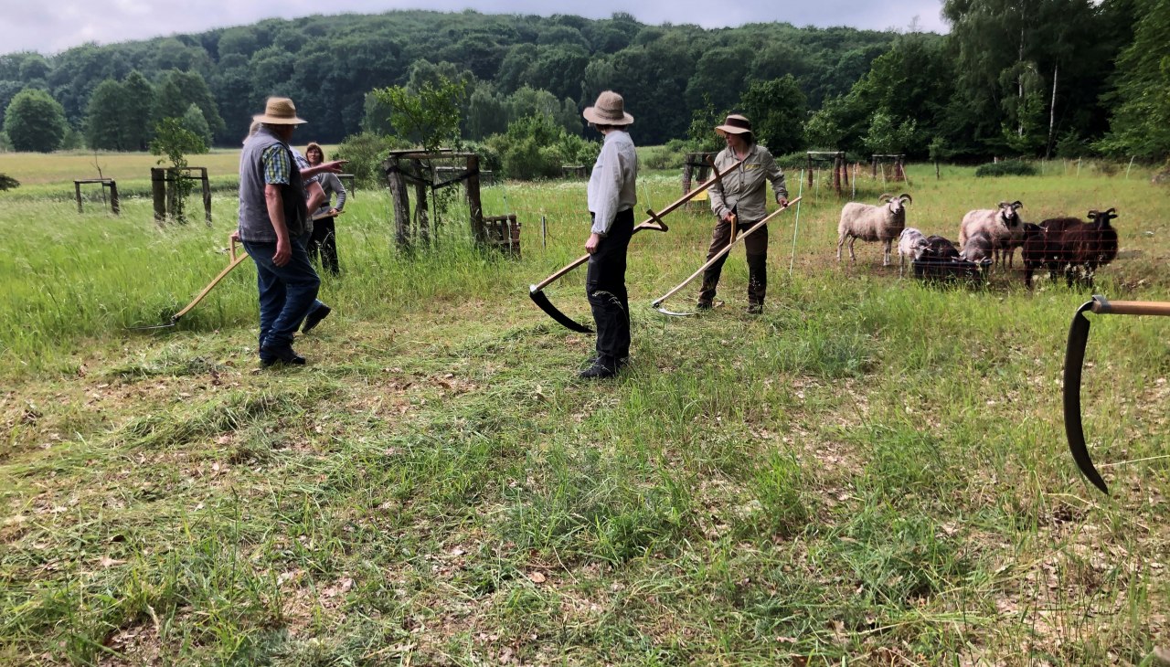 Mowing and dengel course 2024, © Heike Brechler