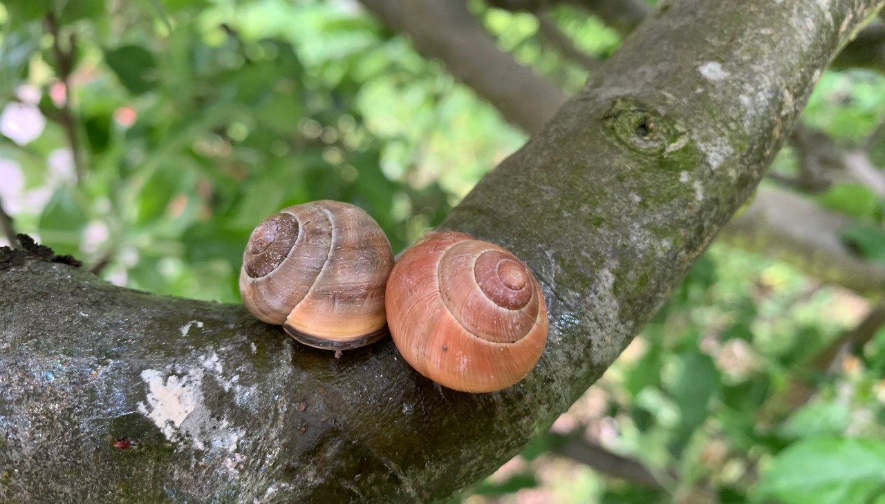 baenderschnecken-auf-dem-baum-atantje-joost-hirsekorn, © Antje Joost-Hirsekorn