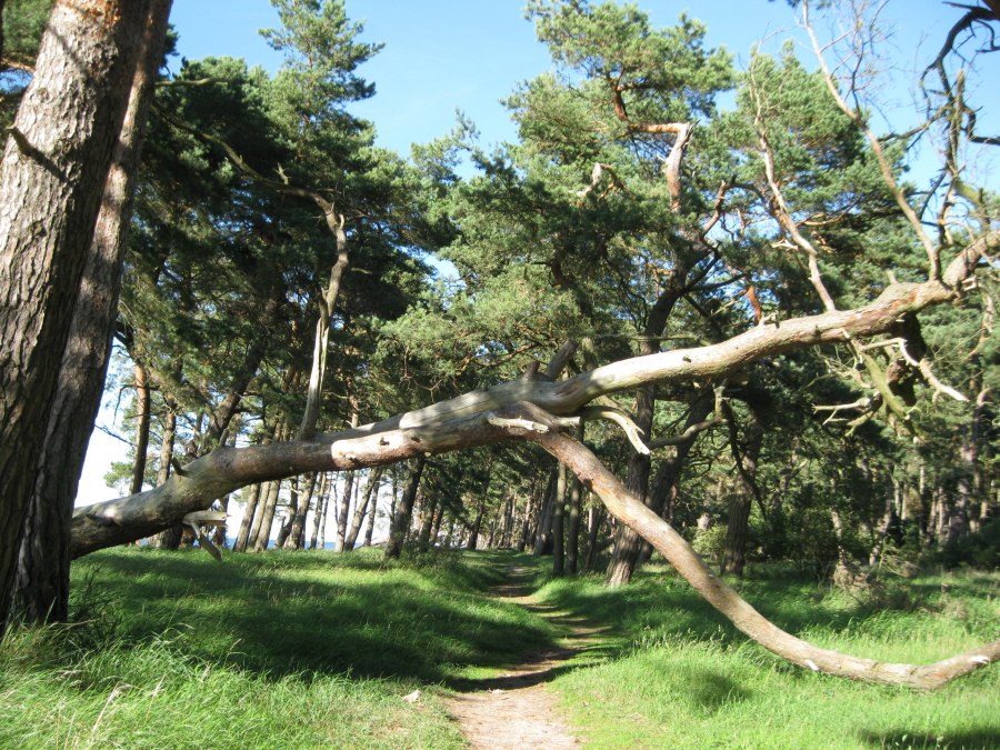 Ciekawe spacery wzdłuż plaży i przez nadmorski las Ludwigsburg, © Angelika Michaelis