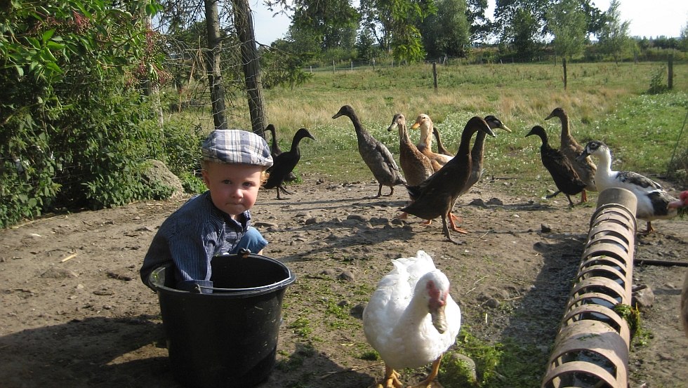 Beleef dieren van dichtbij - raap 's ochtends eieren van de kippen, voer 's middags de eenden, &copy; Bauernhof am Wiesengrund, Uwe Taraschewski