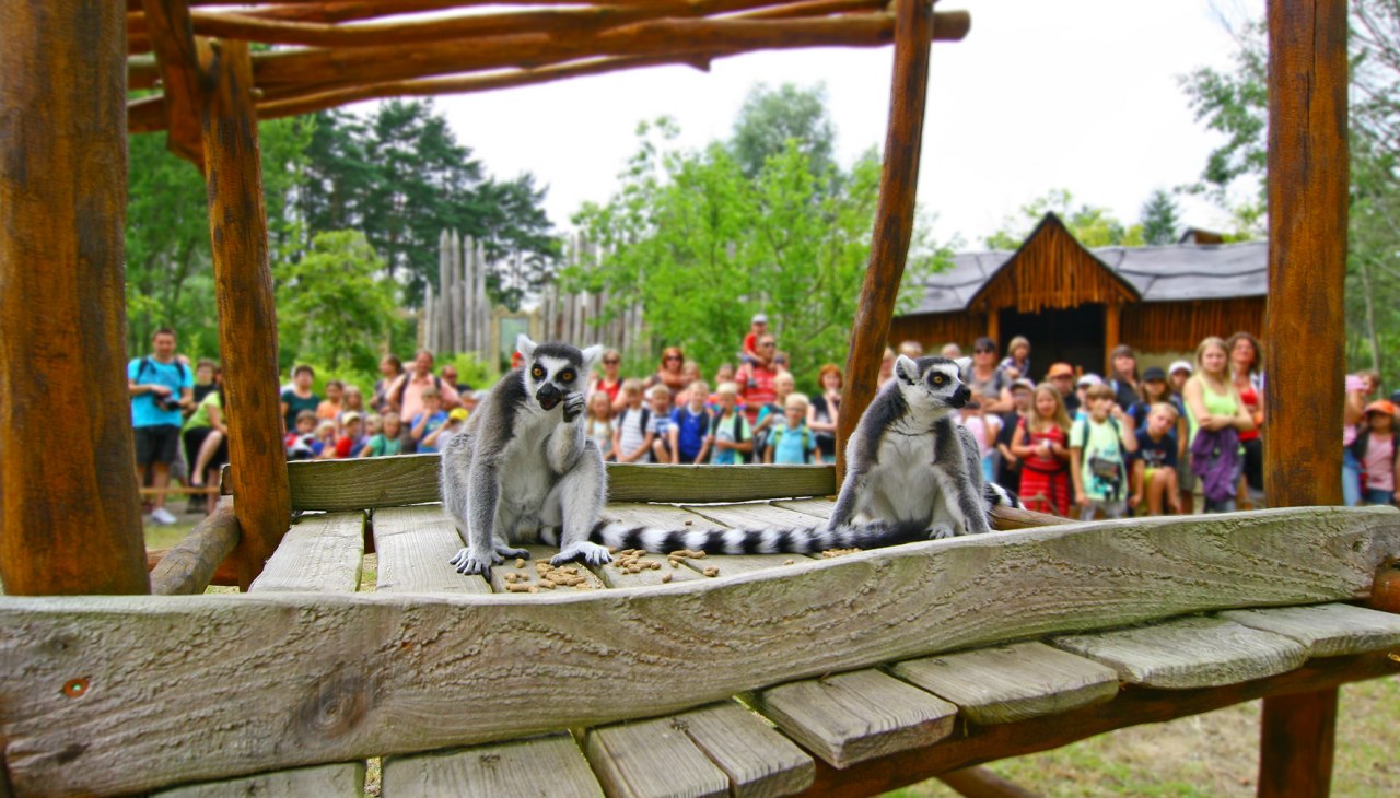 Karmienie lemur&oacute;w w Marlow Bird Park, &copy; Vogelpark Marlow