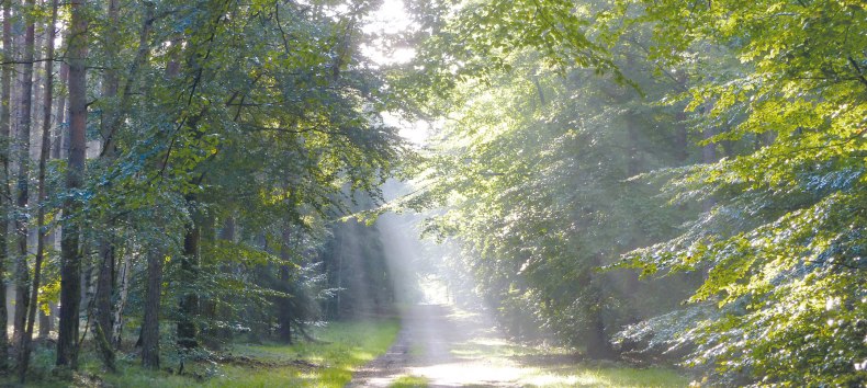 &copy; Stadt Ribnitz-Damgarten