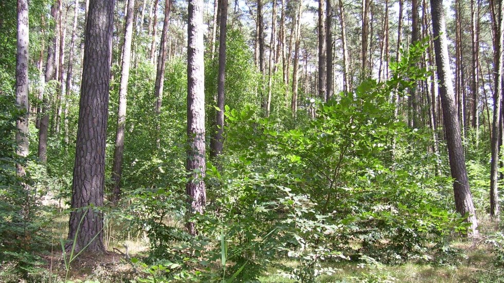 Small places to marvel, &copy; Sabine G&ouml;rmar