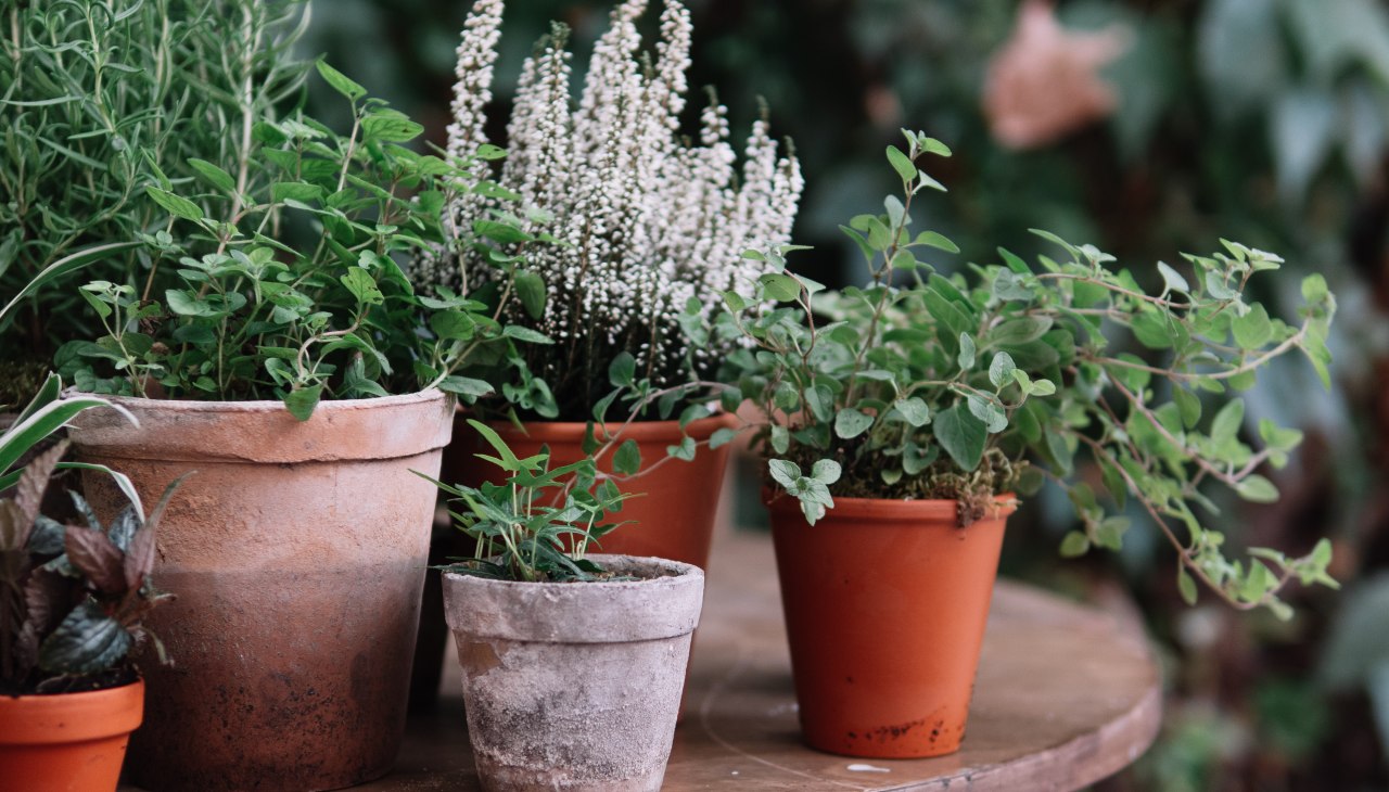 Wymiana roślin, &copy; AdobeStock