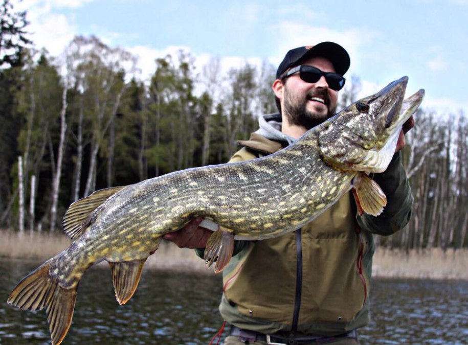 Pięknie narysowany szczupak z Meklemburgii-Pomorza Przedniego, © Steven Carle Pięknie narysowany szczupak z Meklemburgii-Pomorza Przedniego, © Steven Carle