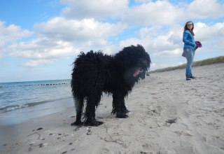 Dog on the beach in Dierhagen // &copy; Raimund Jennert