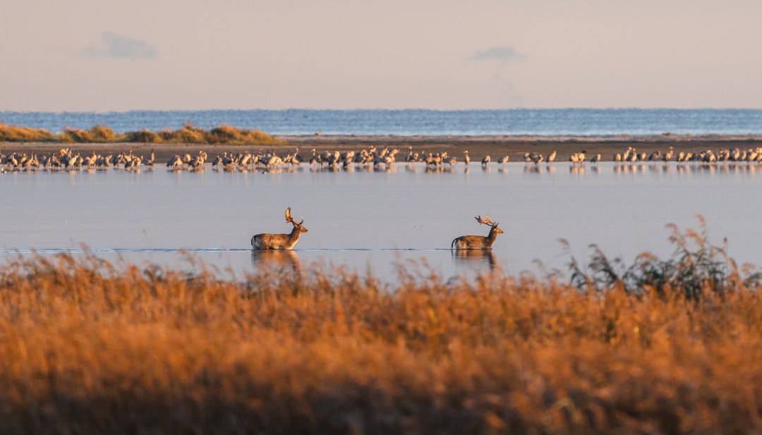 Twee herten steken een ondiep watergebied over terwijl kraanvogels op de achtergrond uitrusten.