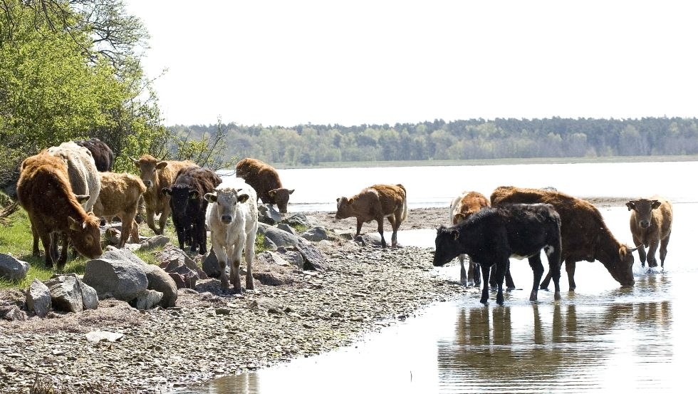Vee staat op de oever in zout water, © Schillings Gasthof