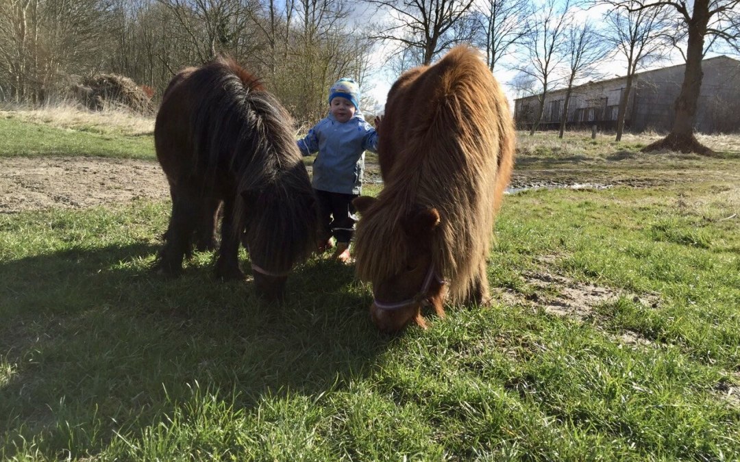 Pony riding is also possible by arrangement, © © Hannas Ranch