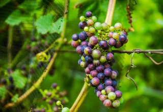 Rattey Castle Winery, &copy; Weingut Schloss Rattey | Inselm&uuml;hle Usedom GmbH