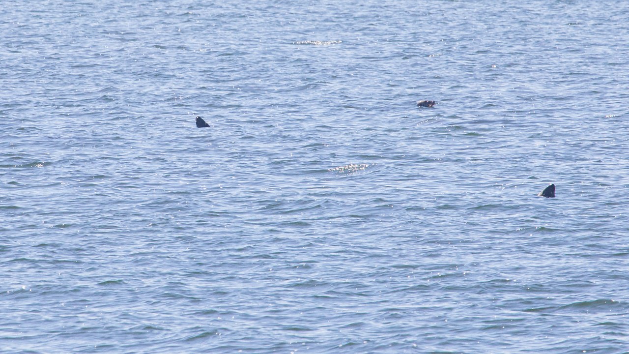 White-fleet-seal-rides-005, © Weiße Flotte GmbH White-fleet-seal-rides-005, © Weiße Flotte GmbH