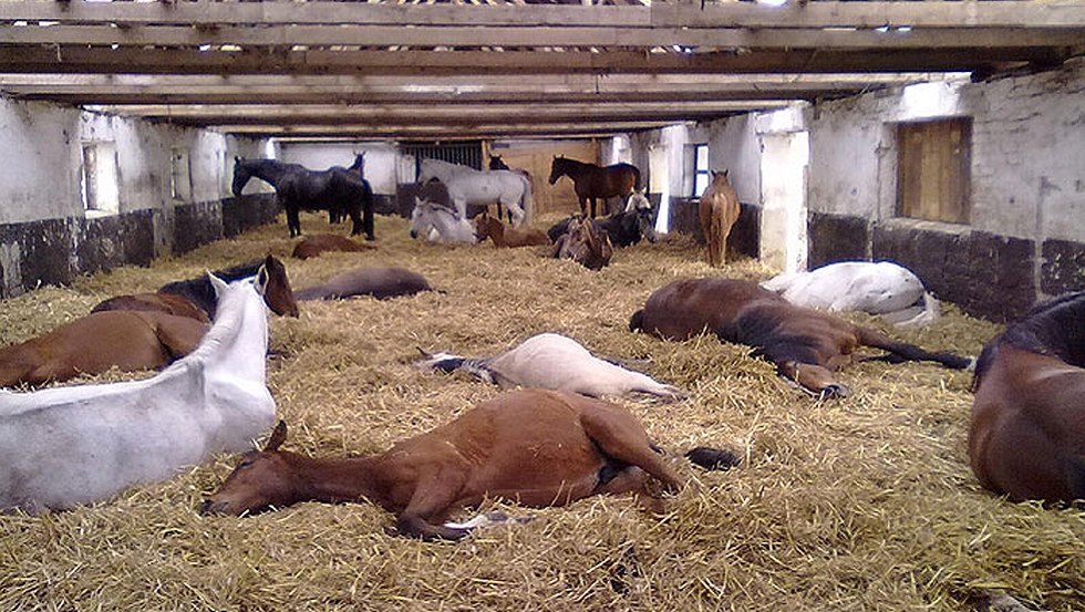 Onze paarden van Hof-Viervitz in hun open stal, © Hof-Viervitz/Hermann