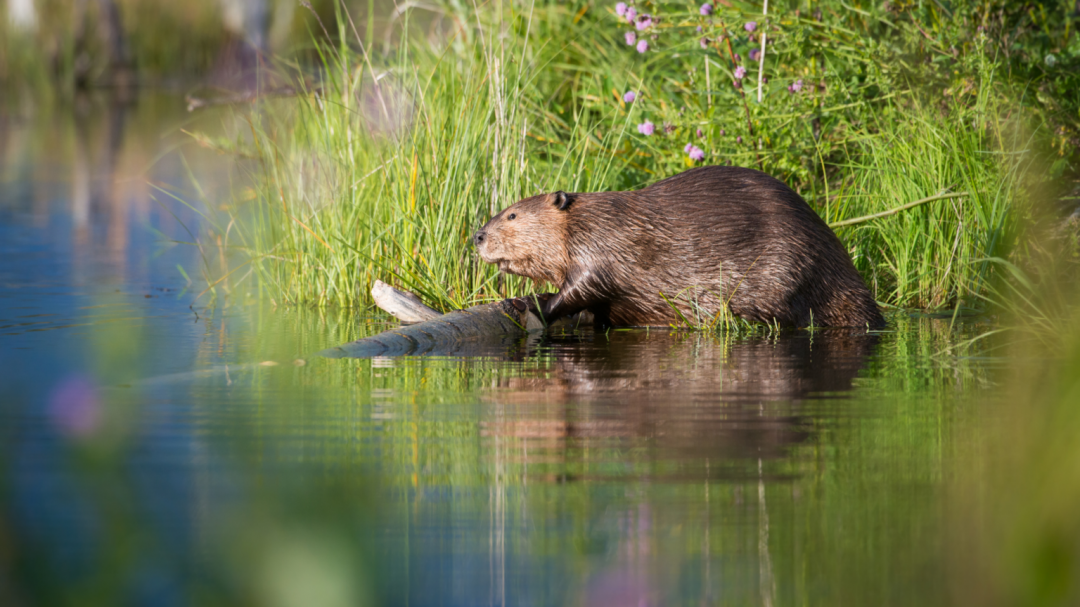 Przy odrobinie szczęścia odkryjemy bobry i innych mieszkańców Flusslanden., © Corina Posselt Przy odrobinie szczęścia odkryjemy bobry i innych mieszkańców Flusslanden., © Corina Posselt