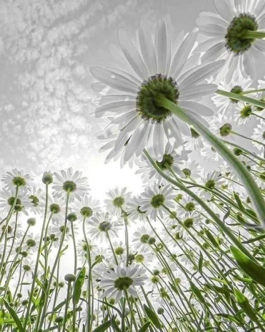 Margiryty, © Südliche Boddenküste