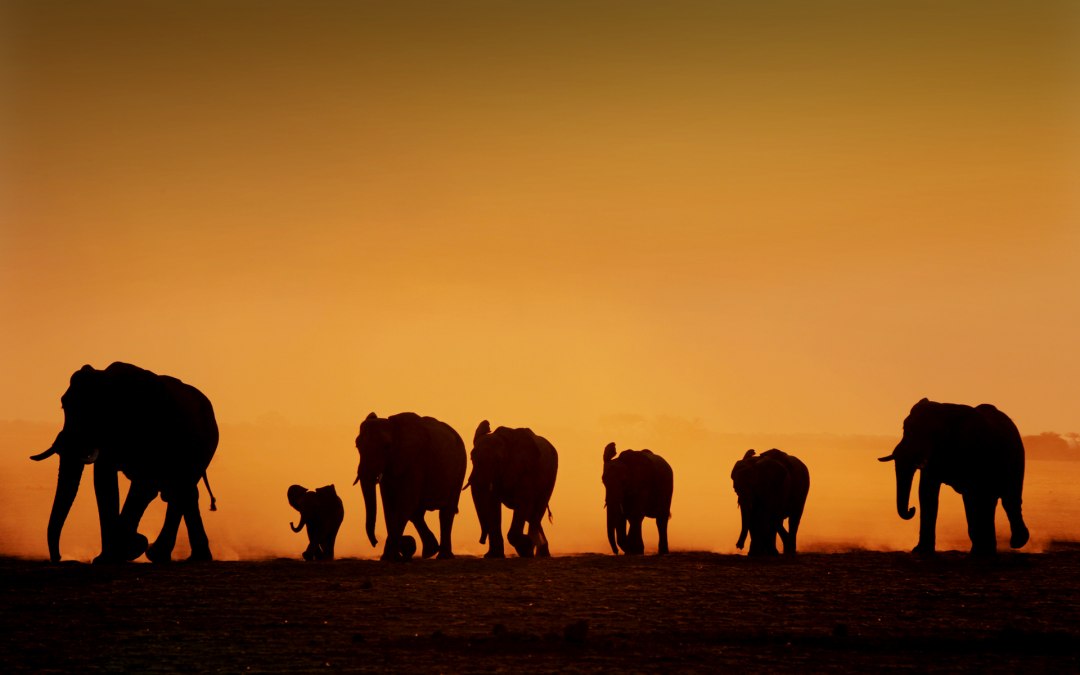 Persfoto Afrika hoogtepunten - Olifanten, Botswana, © Roland Marske