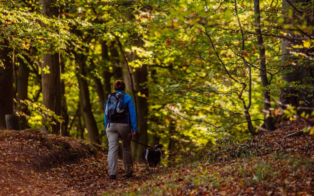 Wanderung: Mit dem Hund unterwegs, © Binzer Bucht Tourismus