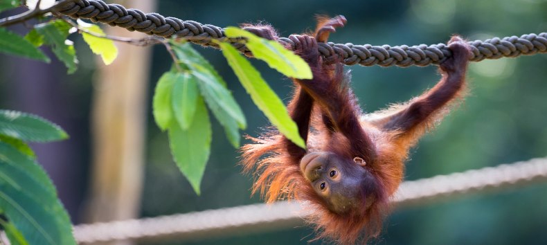 An orangutan climbing at Rostock Zoo. // &copy; Zoo Rostock/ M&uuml;ller