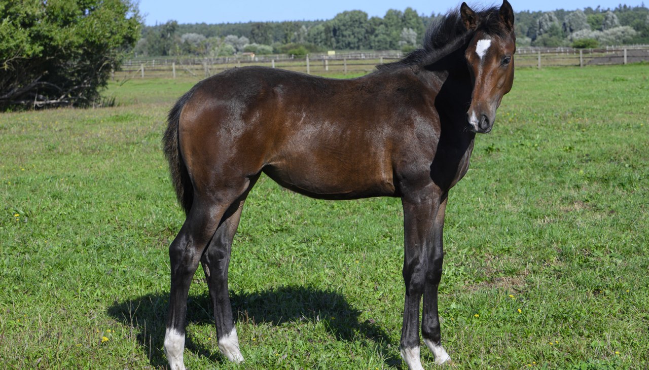 Wycieczka po stadninie koni Amber Rider, &copy; DE