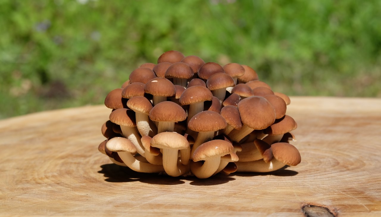 Fluwelen muts, &copy; GGP-Gruppe